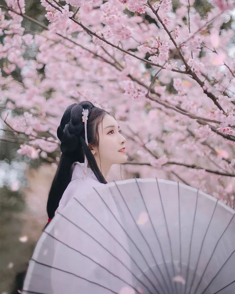 Cherry Blossoms, Hanfu and Girls