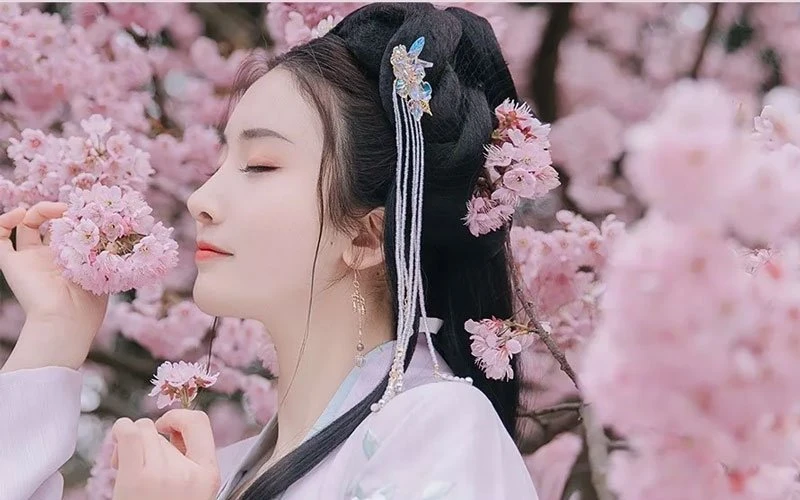 Cherry Blossoms, Hanfu and Girls