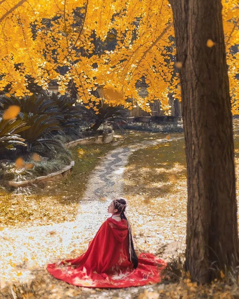 Hanfu Photo | Golden Leaves and Cloaks Girl