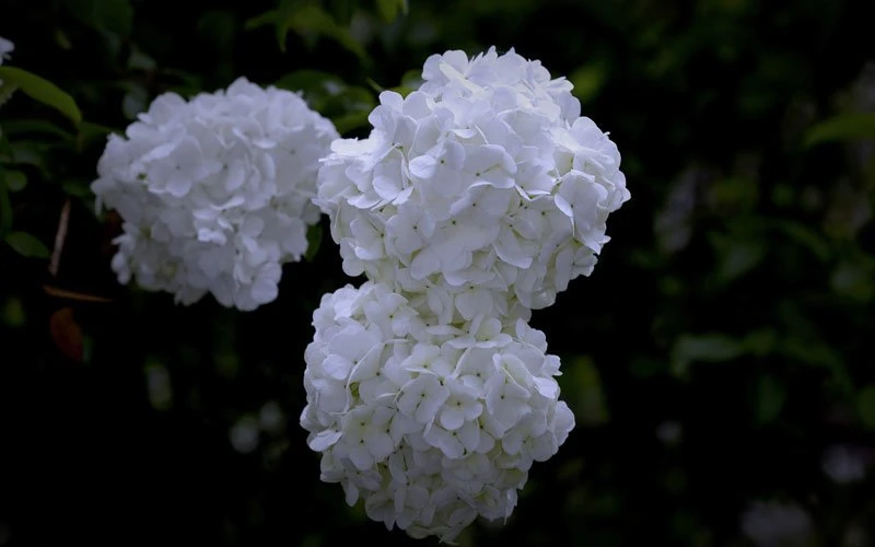 The Myth behind Hydrangea