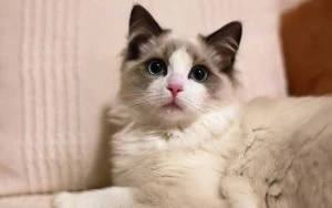 The 8 Most Popular Cat Breeds in China 67