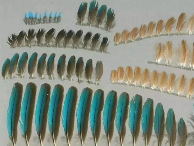 Chinese Dress Accessories:The Cruelty & Beauty of Tian-tsui
