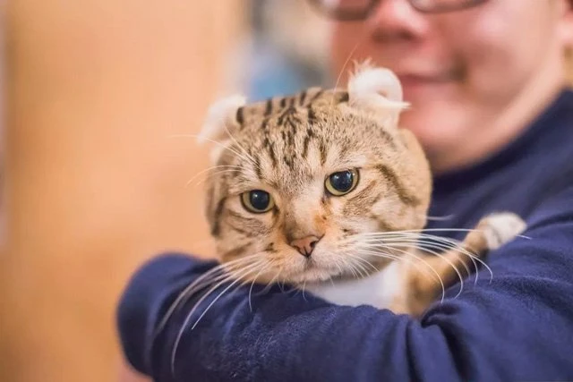 How to Choose a Pet Care Service in China 6
