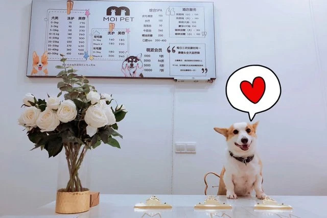 How to Choose a Pet Care Service in China 4