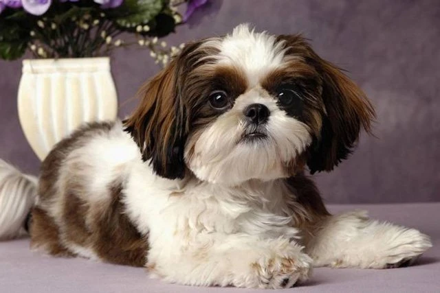Top 10 Lists of Wonderful Dog Breeds in China