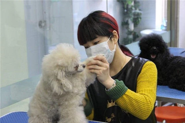 How to Choose a Pet Care Service in China 3