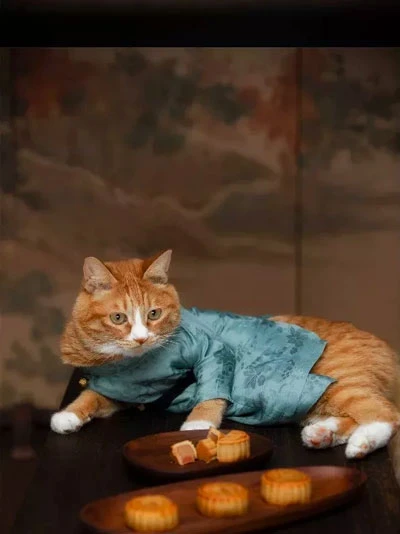 Cute Hanfu Suitable for Those Who Like the Cat 25