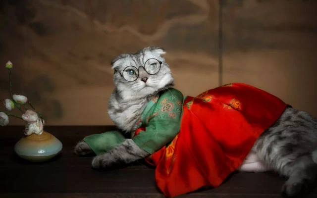 Cute Hanfu Suitable for Those Who Like the Cat 26