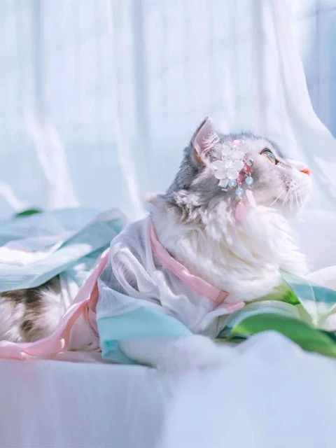 Cute Hanfu Suitable for Those Who Like the Cat 3