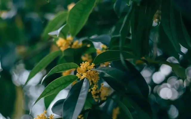 How Did Osmanthus Fit Into the Life of the Ancients? 1