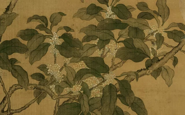 How Did Osmanthus Fit Into the Life of the Ancients? 4