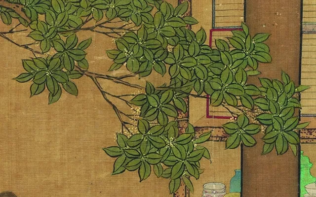 How Did Osmanthus Fit Into the Life of the Ancients? 9