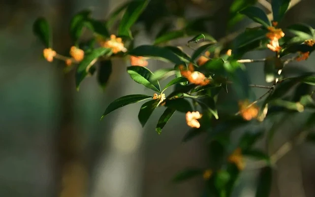 How Did Osmanthus Fit Into the Life of the Ancients? 10