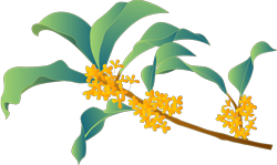 How Did Osmanthus Fit Into the Life of the Ancients?