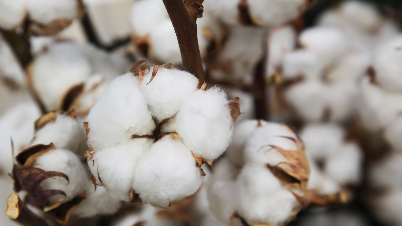 The Fabrics of Hanfu: Fibers and Weaves