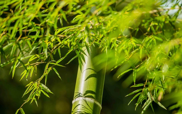Bamboo Weaving Reimagined: A Spotlight on Diao Kuan's Innovative Creations