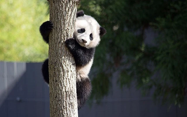 Animal Symbolism In Chinese Culture 8