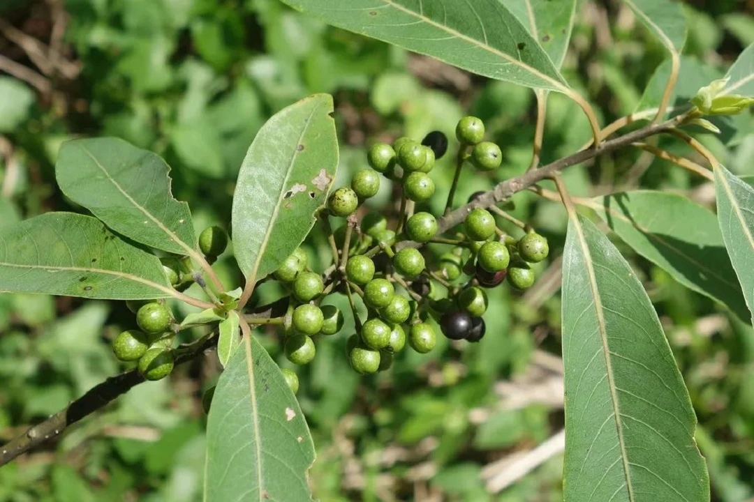 The Controversial Champion: The Bold Flavor of Mujiangzi