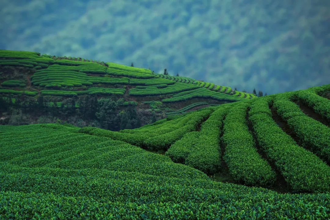 Tea's Odyssey: From Medicinal Leaf to Cultural Icon