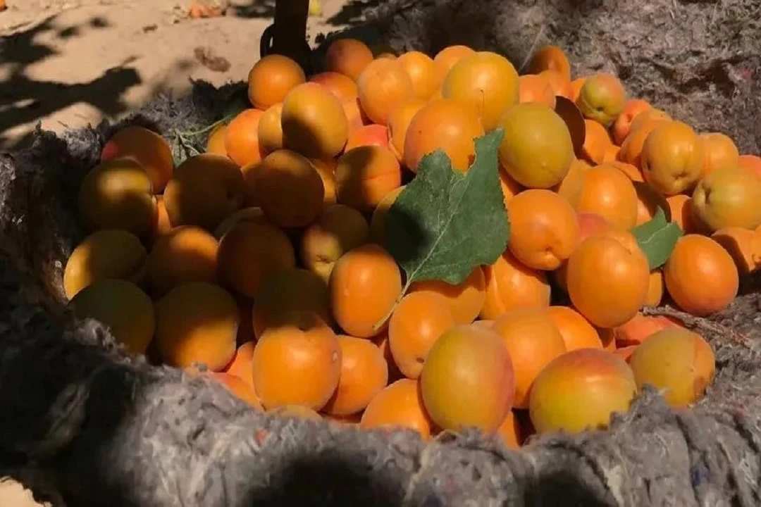 Discover the Sweet Marvel of Xinjiang's Dried Apricots