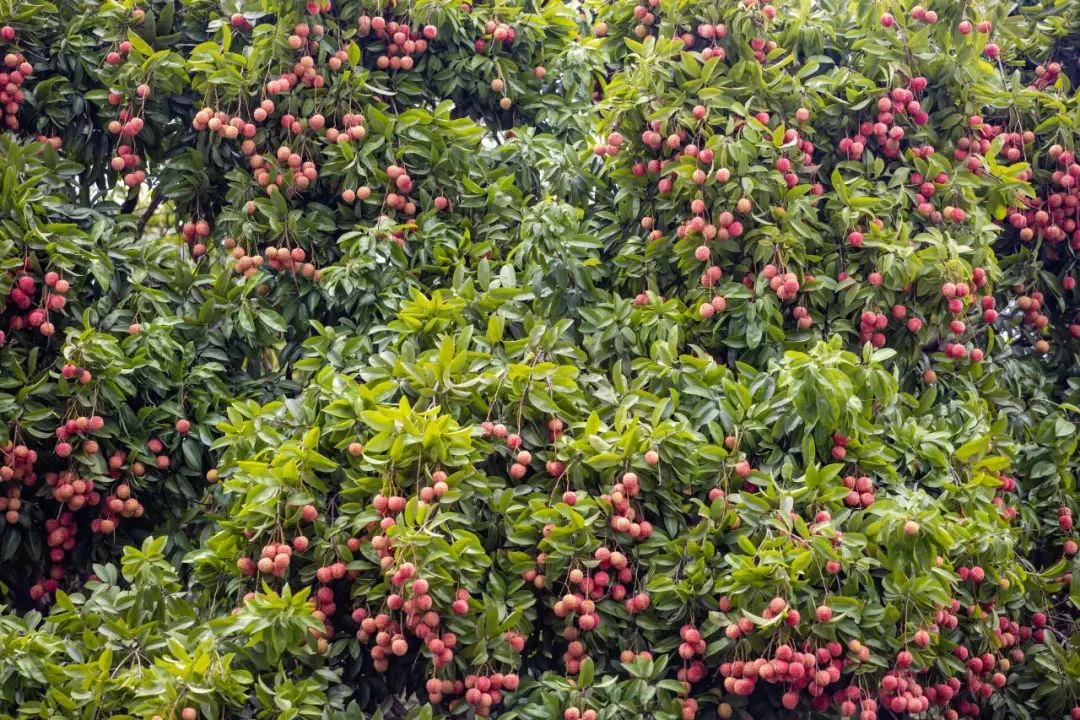 Maoming: The Global Capital of Lychee
