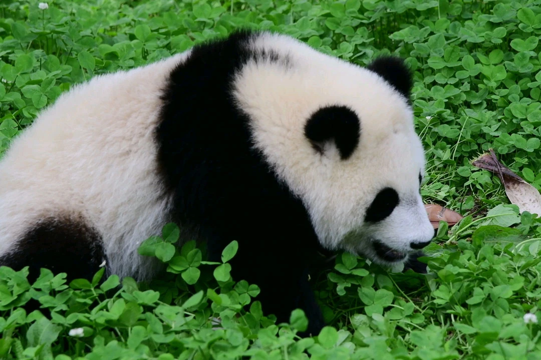 The Enduring Legacy of Pandas in International Sports