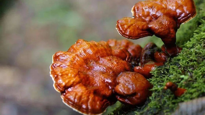 Unlocking the Secrets of Reishi Spore Powder