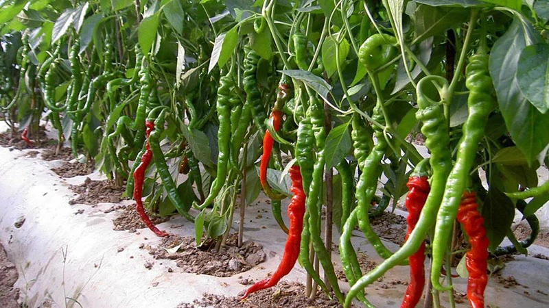 Spice of Autumn: Memories of the Pepper Harvest