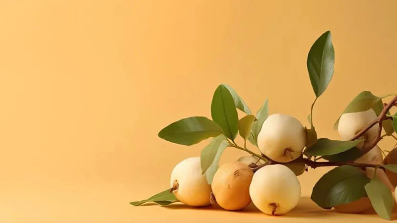 The Cultural and Medicinal Wonders of Longan