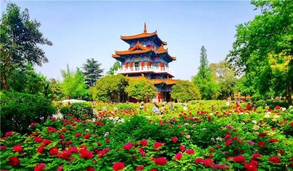 The 42nd Luoyang Peony Festival 6