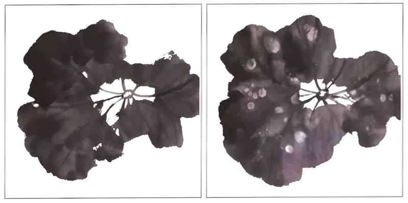 A Guide to Painting Lotus in Traditional Chinese Art