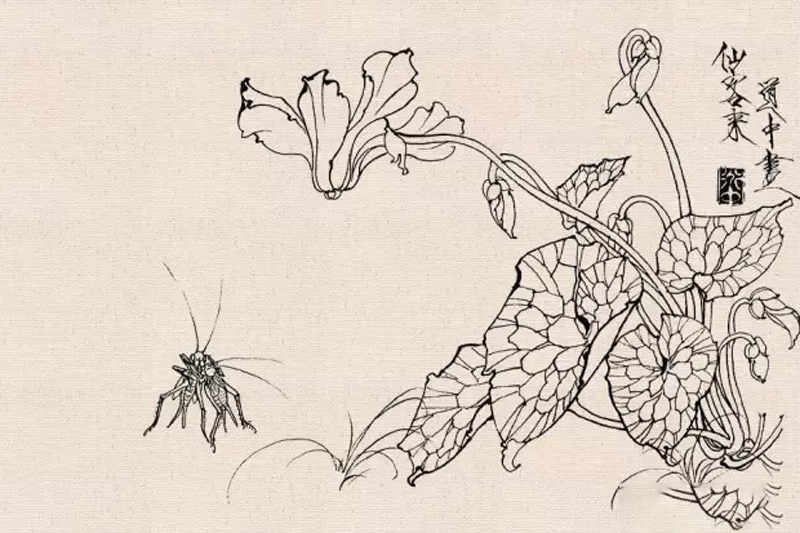 How to Conduct Line Drawing Sketching of Fine Brush Flower-and-Bird Paintings