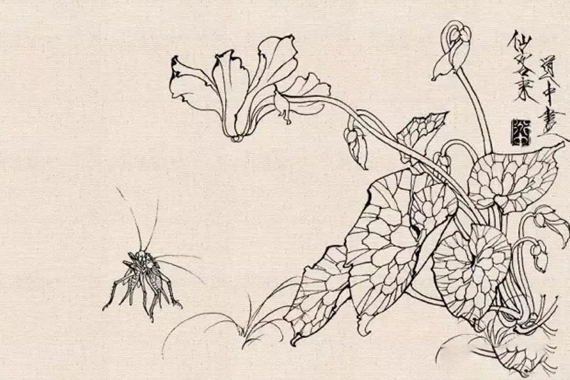 How to Conduct Line Drawing Sketching of Fine Brush Flower-and-Bird Paintings