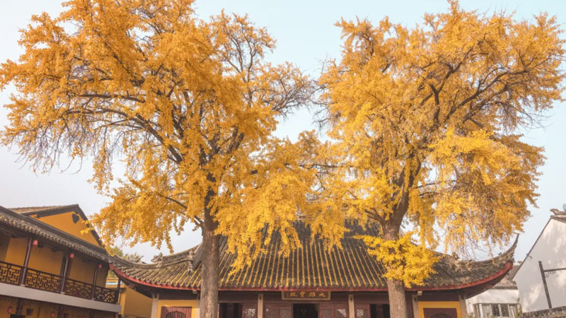 Suzhou: Where Classical Gardens and Living Culture Intertwine