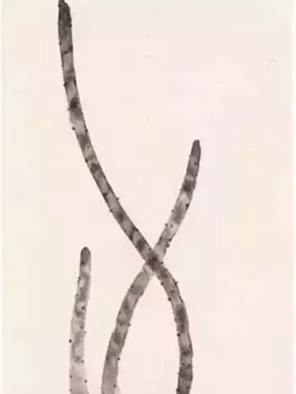 Tutorial: Techniques for Painting Boneless Flower and Bird Paintings