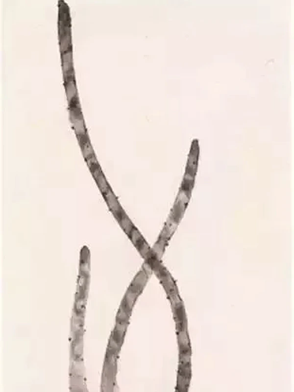 Tutorial: Techniques for Painting Boneless Flower and Bird Paintings