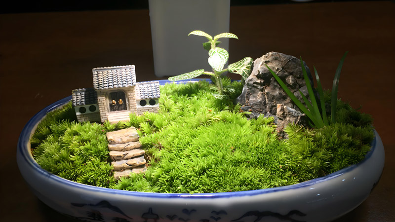 A Step-by-Step Guide to Crafting and Caring for Micro-landscapes