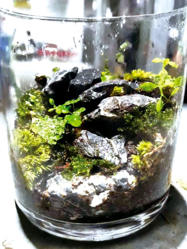 A Step-by-Step Guide to Crafting and Caring for Micro-landscapes