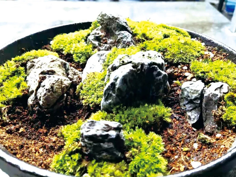 A Step-by-Step Guide to Crafting and Caring for Micro-landscapes