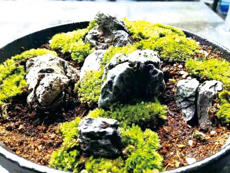 A Step-by-Step Guide to Crafting and Caring for Micro-landscapes
