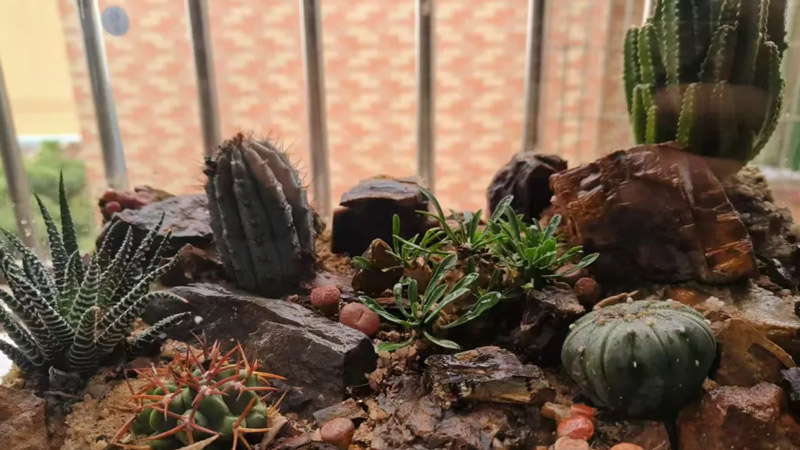 A Step-by-Step Guide to Crafting and Caring for Micro-landscapes