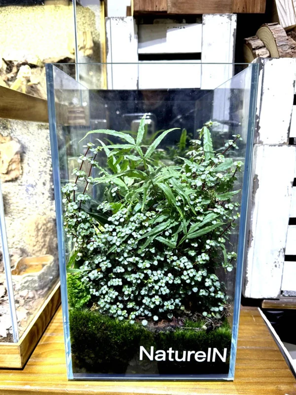 A Step-by-Step Guide to Crafting and Caring for Micro-landscapes