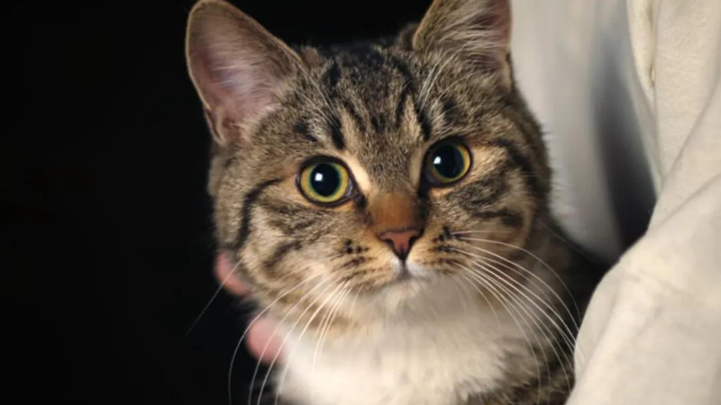 Conversation with Producer of Moonlit Reunion