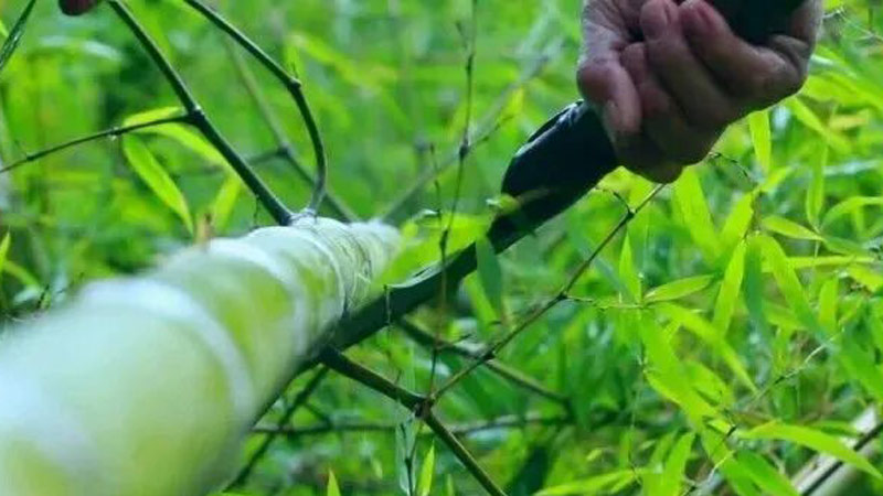 Can Bamboo Weaving Survive? The Silent Fade of Miejiang Artisans