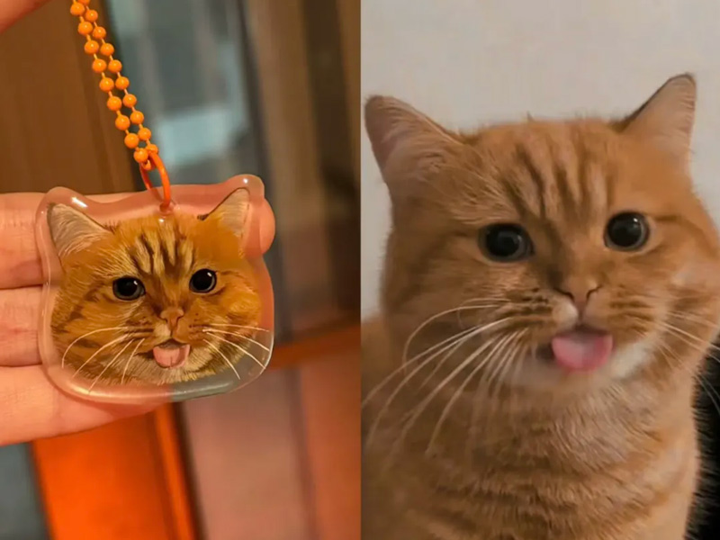 DIY Pet Craft Championship: Vote for Cutest Handmade Buddy!