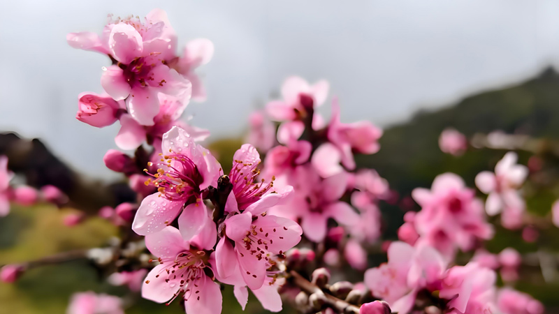 5 Ancient Chinese Flowers Beyond Roses
