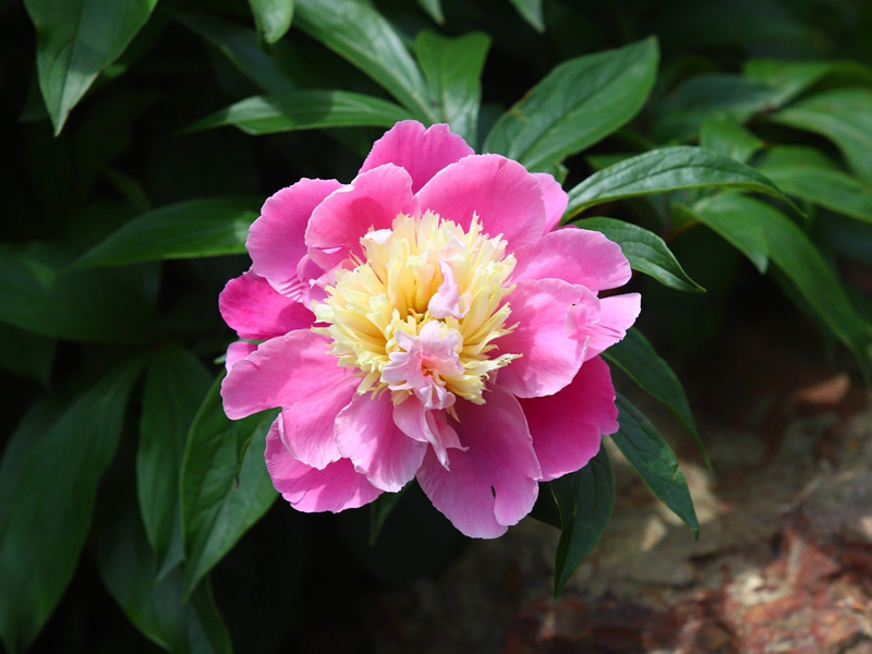 5 Ancient Chinese Flowers Beyond Roses