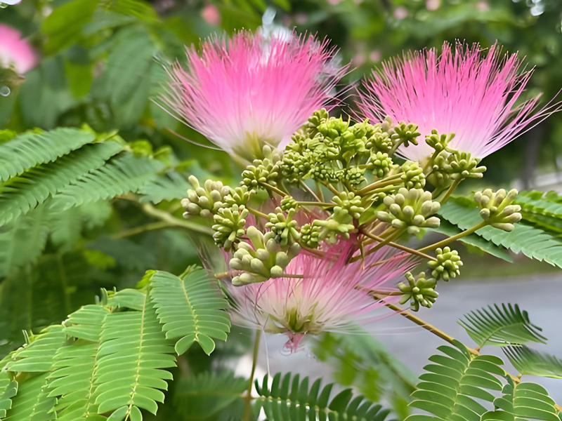 5 Ancient Chinese Flowers Beyond Roses