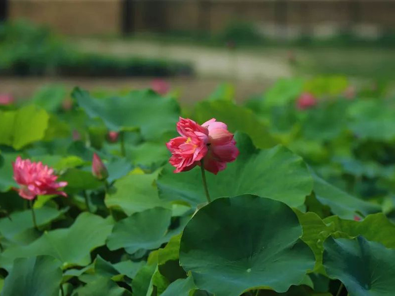 5 Ancient Chinese Flowers Beyond Roses