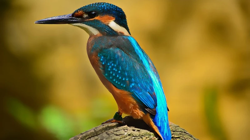 Diancui The Chinese Luxury Craft of Kingfisher Feathers